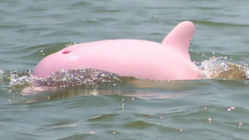 il-delfino-rosa-dell-amazzonia-leggende-e-miti